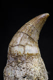 20756 - Top Quality 1.47 Inch Rooted Halisaurus walkeri (Mosasaur) Tooth Cretaceous