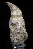 20756 - Top Quality 1.47 Inch Rooted Halisaurus walkeri (Mosasaur) Tooth Cretaceous