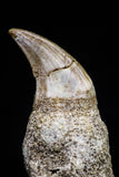 20756 - Top Quality 1.47 Inch Rooted Halisaurus walkeri (Mosasaur) Tooth Cretaceous