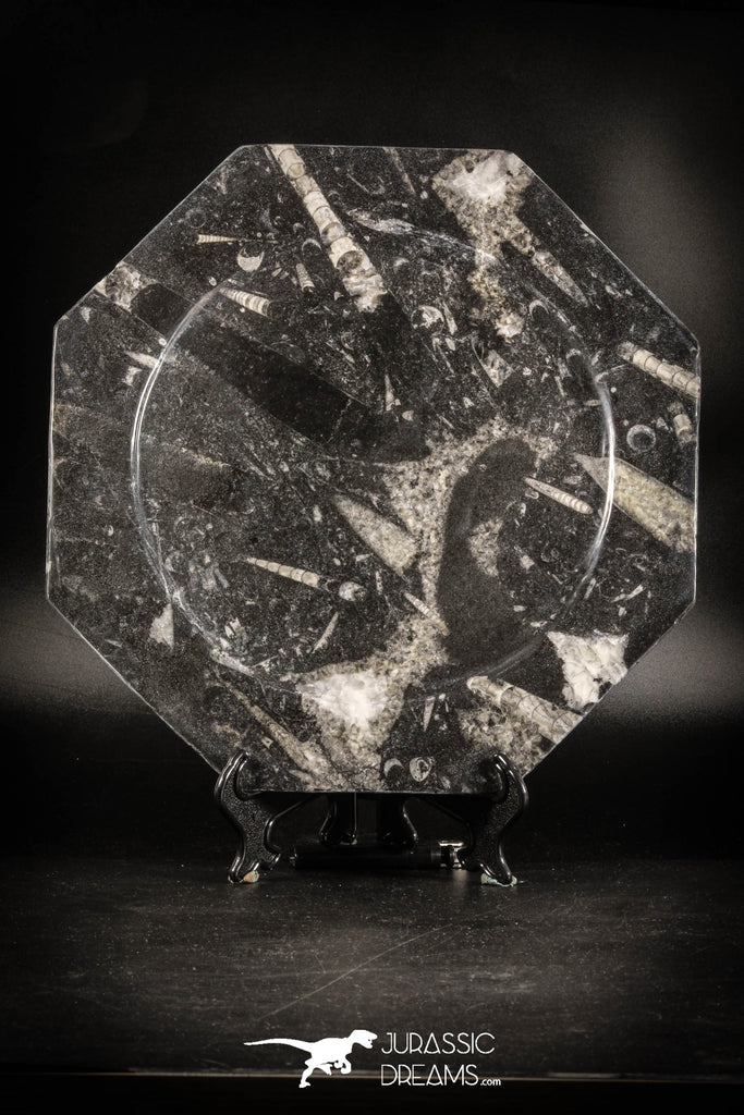 88903 - Top Beautiful Decorative Polished Octagon Shaped Plate with Devonian Fossils