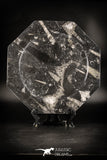 88903 - Top Beautiful Decorative Polished Octagon Shaped Plate with Devonian Fossils