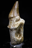 20757 - Top Quality 1.44 Inch Rooted Halisaurus walkeri (Mosasaur) Tooth Cretaceous