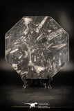 88903 - Top Beautiful Decorative Polished Octagon Shaped Plate with Devonian Fossils