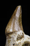 20757 - Top Quality 1.44 Inch Rooted Halisaurus walkeri (Mosasaur) Tooth Cretaceous