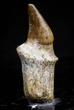 20757 - Top Quality 1.44 Inch Rooted Halisaurus walkeri (Mosasaur) Tooth Cretaceous