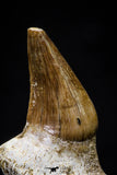 20757 - Top Quality 1.44 Inch Rooted Halisaurus walkeri (Mosasaur) Tooth Cretaceous
