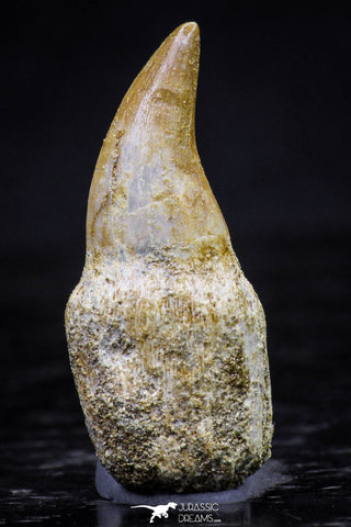 20758 - Top Quality 1.19 Inch Rooted Halisaurus walkeri (Mosasaur) Tooth Cretaceous