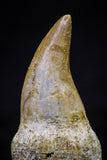 20758 - Top Quality 1.19 Inch Rooted Halisaurus walkeri (Mosasaur) Tooth Cretaceous
