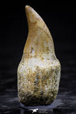 20758 - Top Quality 1.19 Inch Rooted Halisaurus walkeri (Mosasaur) Tooth Cretaceous