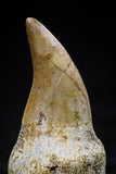 20758 - Top Quality 1.19 Inch Rooted Halisaurus walkeri (Mosasaur) Tooth Cretaceous