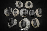 22074 - Great Collection of 10 Gerastos sp Devonian Trilobites