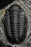22074 - Great Collection of 10 Gerastos sp Devonian Trilobites