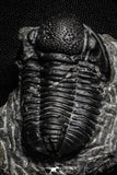22074 - Great Collection of 10 Gerastos sp Devonian Trilobites