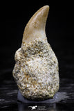 20759 - Top Quality 0.98 Inch Rooted Halisaurus walkeri (Mosasaur) Tooth Cretaceous