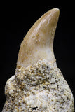 20759 - Top Quality 0.98 Inch Rooted Halisaurus walkeri (Mosasaur) Tooth Cretaceous