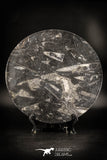 88907 - Top Beautiful Decorative Polished Circle Shaped Plate with Devonian Fossils