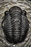 22074 - Great Collection of 10 Gerastos sp Devonian Trilobites