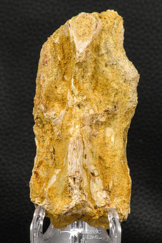 07739 - Top Rare 4.26 Inch Calamopleurus africanus Cretaceous Fish Skull Bone KemKem Beds