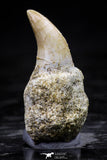 20759 - Top Quality 0.98 Inch Rooted Halisaurus walkeri (Mosasaur) Tooth Cretaceous