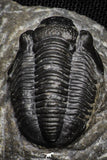 22074 - Great Collection of 10 Gerastos sp Devonian Trilobites