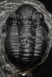 22074 - Great Collection of 10 Gerastos sp Devonian Trilobites