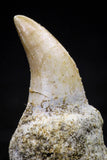 20759 - Top Quality 0.98 Inch Rooted Halisaurus walkeri (Mosasaur) Tooth Cretaceous