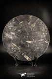 88908 - Top Beautiful Decorative Polished Circle Shaped Plate with Devonian Fossils