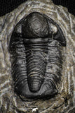22074 - Great Collection of 10 Gerastos sp Devonian Trilobites
