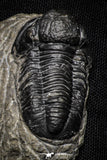 22074 - Great Collection of 10 Gerastos sp Devonian Trilobites