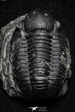 22074 - Great Collection of 10 Gerastos sp Devonian Trilobites