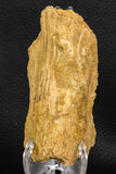 07739 - Top Rare 4.26 Inch Calamopleurus africanus Cretaceous Fish Skull Bone KemKem Beds