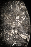 88908 - Top Beautiful Decorative Polished Circle Shaped Plate with Devonian Fossils