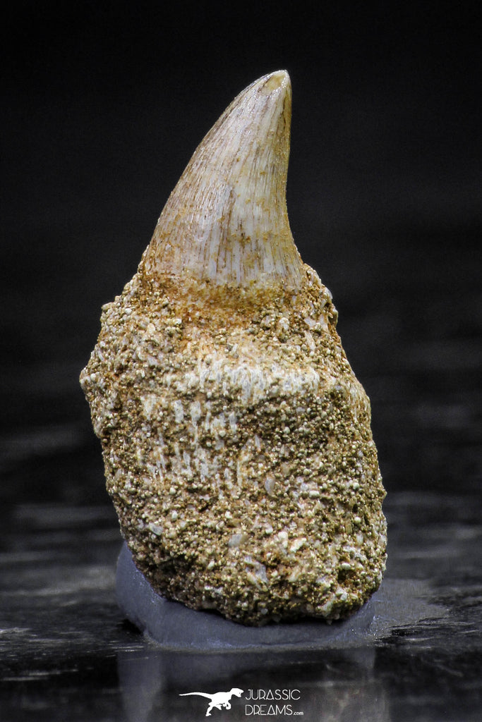 20760 - Great Quality 0.87 Inch Platecarpus ptychodon (Mosasaur) Rooted Tooth