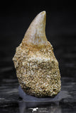 20760 - Great Quality 0.87 Inch Platecarpus ptychodon (Mosasaur) Rooted Tooth