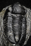 22074 - Great Collection of 10 Gerastos sp Devonian Trilobites