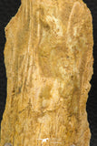 07739 - Top Rare 4.26 Inch Calamopleurus africanus Cretaceous Fish Skull Bone KemKem Beds