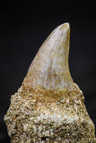 20760 - Great Quality 0.87 Inch Platecarpus ptychodon (Mosasaur) Rooted Tooth