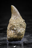 20760 - Great Quality 0.87 Inch Platecarpus ptychodon (Mosasaur) Rooted Tooth