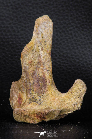 07740 - Top Rare 2.86 Inch Unidentified Dinosaur Partial Vertebra Bone Cretaceous KemKem