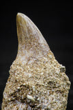 20760 - Great Quality 0.87 Inch Platecarpus ptychodon (Mosasaur) Rooted Tooth