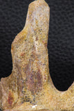 07740 - Top Rare 2.86 Inch Unidentified Dinosaur Partial Vertebra Bone Cretaceous KemKem