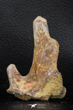 07740 - Top Rare 2.86 Inch Unidentified Dinosaur Partial Vertebra Bone Cretaceous KemKem