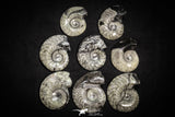 22149 - Great Collection of 8 Polished Goniatites Devonian Cephalopod