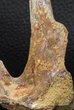 07740 - Top Rare 2.86 Inch Unidentified Dinosaur Partial Vertebra Bone Cretaceous KemKem