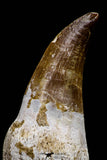 20761 - Top Quality 2.74 Inch Rooted Eremiasaurus heterodontus (Mosasaur) Tooth Cretaceous