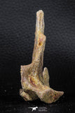 07740 - Top Rare 2.86 Inch Unidentified Dinosaur Partial Vertebra Bone Cretaceous KemKem