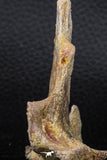 07740 - Top Rare 2.86 Inch Unidentified Dinosaur Partial Vertebra Bone Cretaceous KemKem