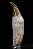 20761 - Top Quality 2.74 Inch Rooted Eremiasaurus heterodontus (Mosasaur) Tooth Cretaceous