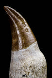 20761 - Top Quality 2.74 Inch Rooted Eremiasaurus heterodontus (Mosasaur) Tooth Cretaceous