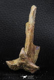 07740 - Top Rare 2.86 Inch Unidentified Dinosaur Partial Vertebra Bone Cretaceous KemKem